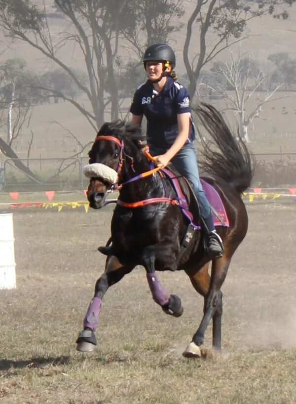 Dark horse in action