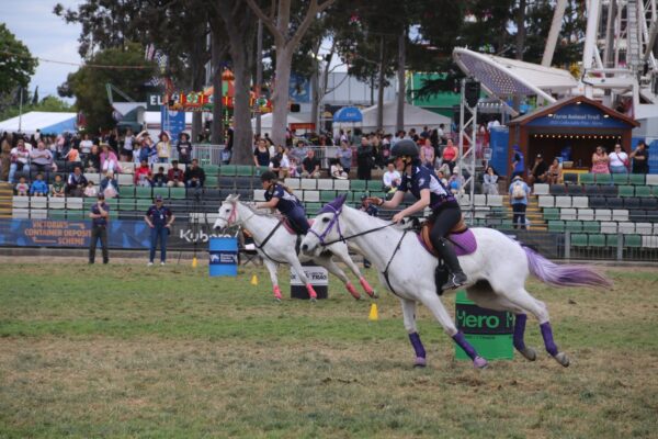 Grey horses racing at the Royal Show